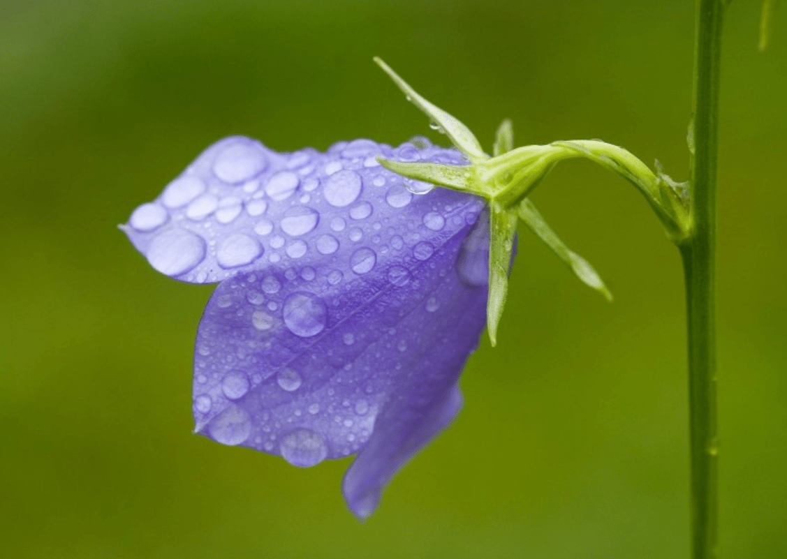 素衣輕拂圓球手持细雨斜风晚更多打一准确生肖,警惕虚假宣传落实,构建解答解释落实